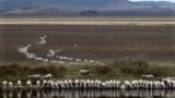 Stado ovaca pije iz brane na ivici isušenog jezera Džordž, oko 250 kilometara jugozapadno od Sidneja, Australija, 3. marta 2015. 
