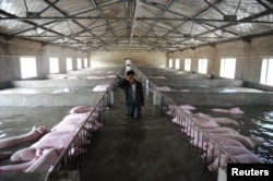 An employee wipes away tears as he walks through a flooded farm, where pigs cannot be moved away from due to an environmental protrection and epidemic prevention measure, before he leaves for safer place in Liu'an, Anhui Province, China, July 4, 2016.