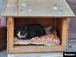 Gacek the cat sits in a small open-fronted wooden box in Szczecin