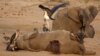 Elephants dying in large numbers in Zimbabwe