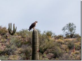 hawk Saguaro Ajo Mt Dr ORPI NM AZ