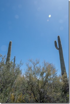 desert eclipse site ORPI NM AZ