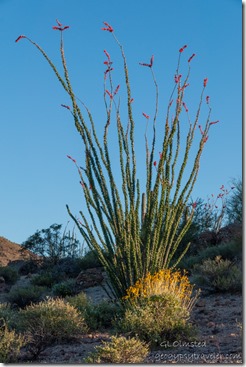 Brittlebush Ocotillo Darby Well BLM Ajo AZ