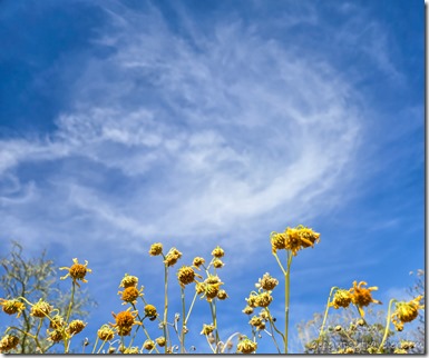 yellow Brittlebush flowers clouds Alley Rd BLM Ajo AZ