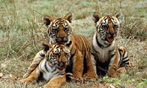Tiger cubs in Mysore, India. UNEP is actively involved in working with Governments, scientists, private organizations and other concerned groups to preserve and protect this endangered species.