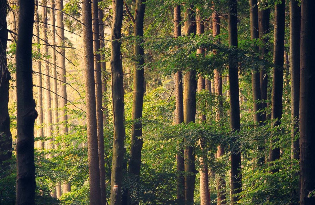 Dark woodland setting with sun shining through the leaves