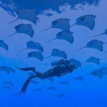 Player character swimming with school of rays in Endless Ocean Luminous