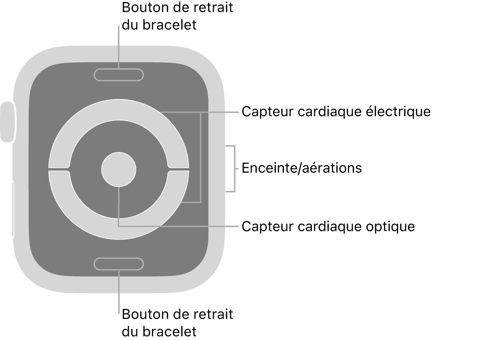 L’arrière de l’Apple Watch Series 4 et de l’Apple Watch Series 5, avec les boutons de retrait du bracelet en haut et en bas, les capteurs électriques de fréquence cardiaque et le capteur optique de fréquence cardiaque au milieu ainsi que le haut-parleur et les aérations sur le côté des montres.