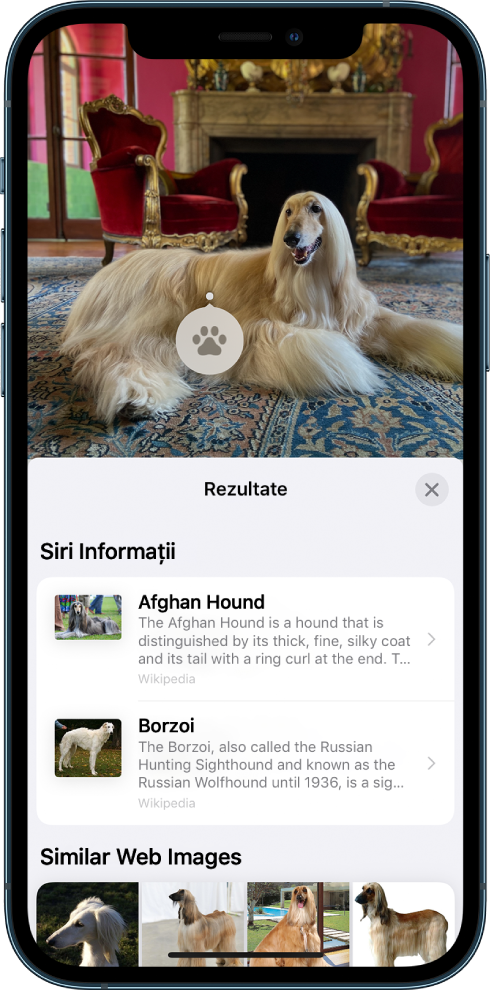 O poză este deschisă în partea de sus a ecranului. În cadrul pozei este un câine, iar pe acesta se află o pictogramă de Căutare vizuală. În partea de jos a ecranului sunt afișate secțiuni pentru Informații Siri, care conține mai multe informații despra rasa de cîine și Imagini web similare, care afișează diferite imagini ale rasei respective.