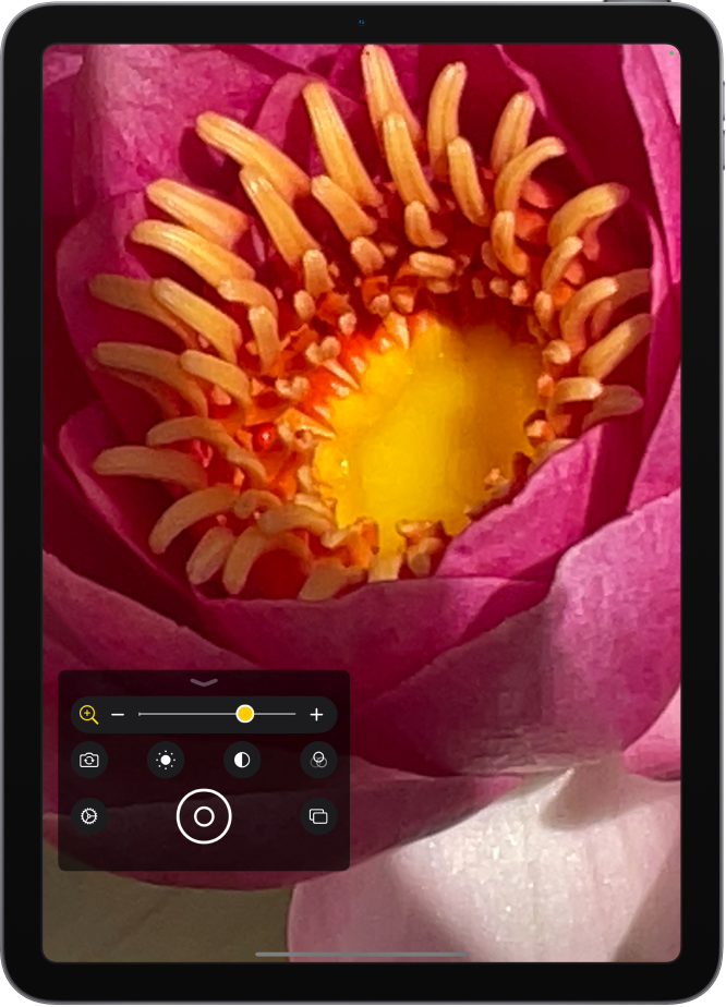 The Magnifier screen showing a close-up of a flower.