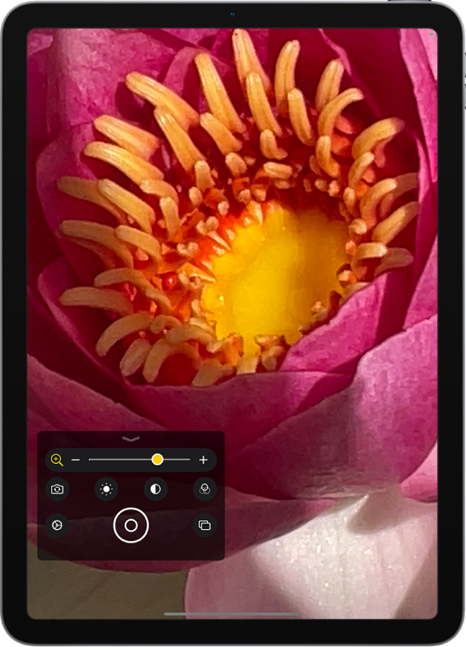 O ecrã Lupa a mostrar um grande plano de uma flor.