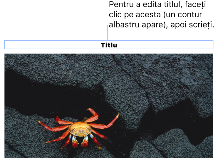 Titlul substituent, „Titlu”, apare sub o poză; un contur albastru în jurul câmpului titlului arată că acesta este selectat.