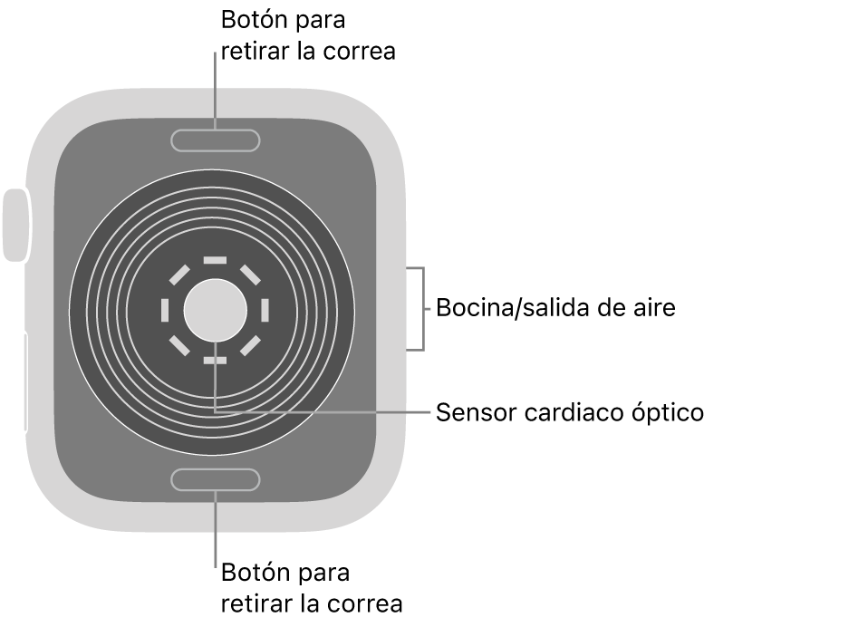 En el reverso del Apple Watch SE se muestran los botones de liberación de correa en la parte superior e inferior; el sensor óptico para medir la frecuencia cardiaca en el centro; y la bocina/ranuras de aire en un lado.