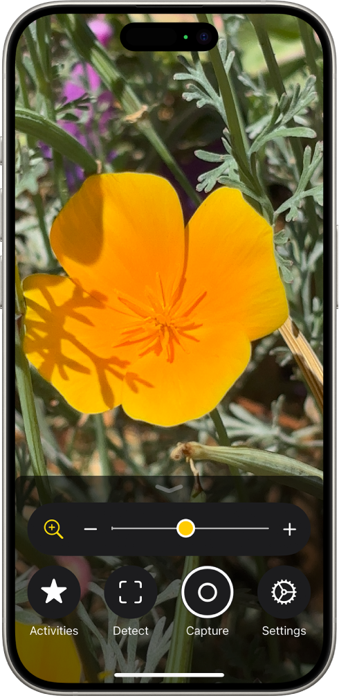 The Magnifier app showing a close-up of a flower.