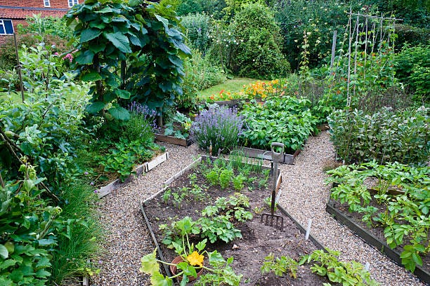 garden in full bloom with vegetables