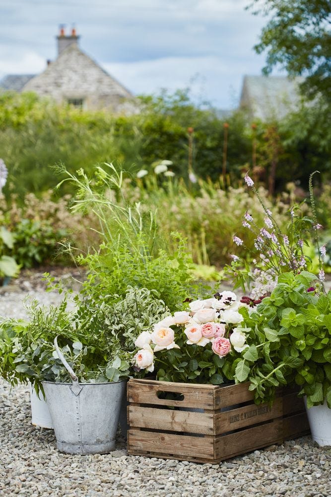 a group of flowers in a garden