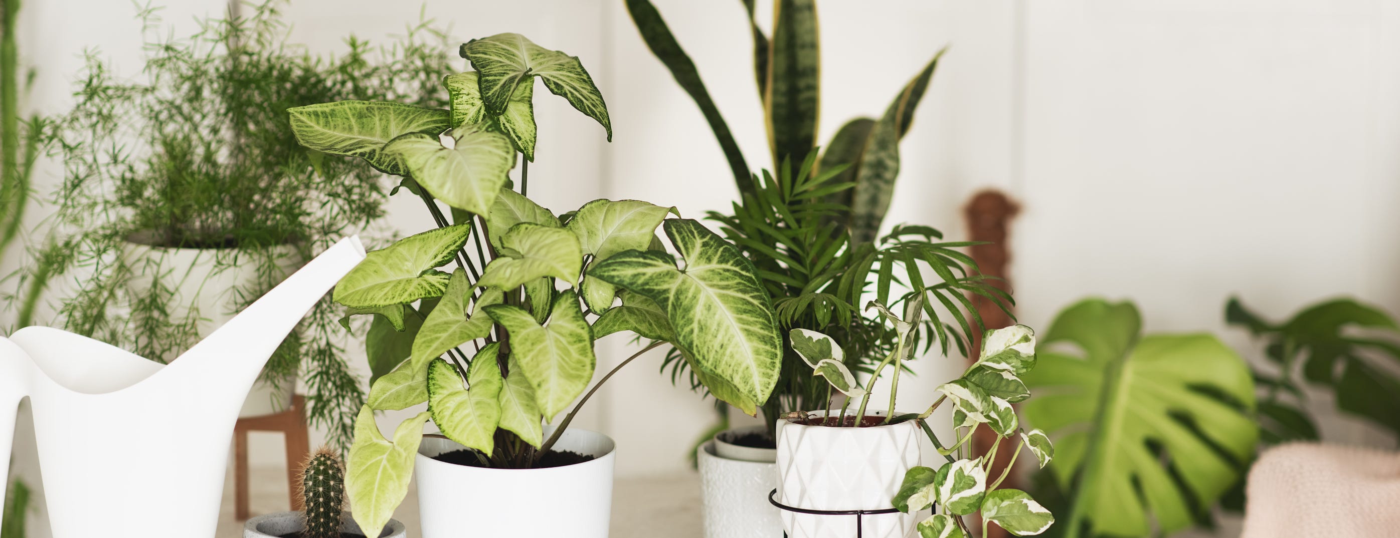 plants in a house