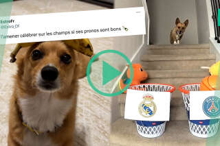 Pourquoi ce chien est la coqueluche des supporters du PSG 