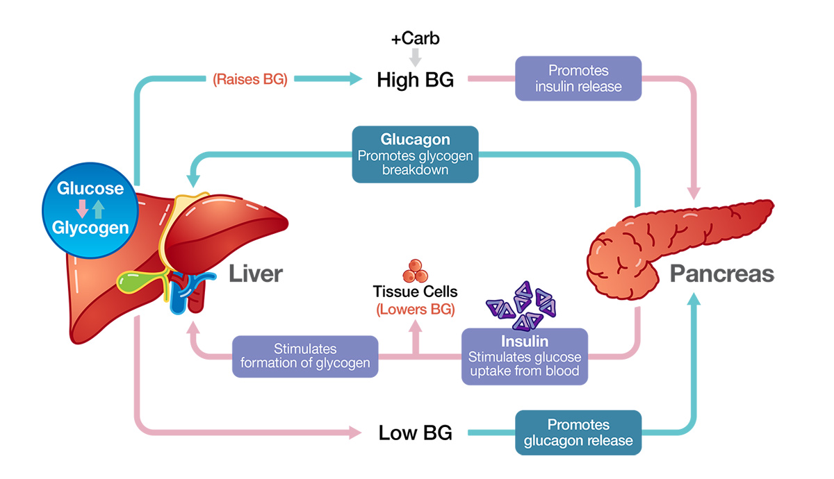 Инсулин и глюкагон функции. Гликоген и глюкагон. Инсулин и глюкагон. Glucose Management. Инсулин и глюкагон картинки для гипогликемии.