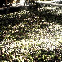 "Sangre, sudor y lágrimas" con el aceite de oliva: ya vemos la luz al final del túnel, pero los próximos meses van a ser muy largos