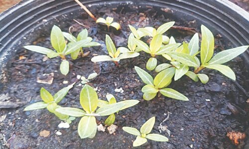 GARDENING: REPOTTING THE SADABAHAR