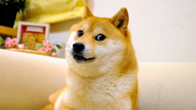 Zemřel pes Kabosu (Doge) stojící za kryptoměnou Dogecoin. Přes 10 let žil jako meme