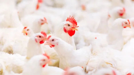 Náhledový obrázek - Zvoní ptačí chřipce umíráček? Britští vědci vyvíjejí geneticky modifikovaná kuřata, která mají být imunní vůči smrtelné nemoci