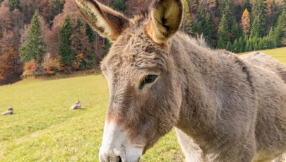 Osiołek Diesel zaginął 5 lat temu. Znalazł się... w stadzie jeleni