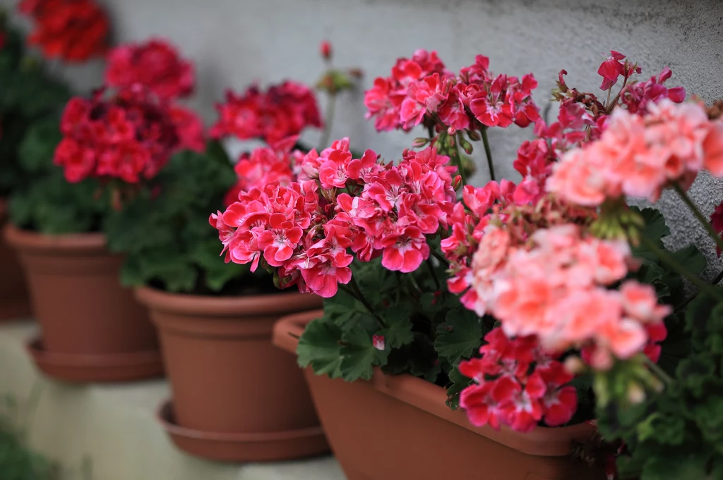 Pelargonie "wystrzelą" i zakwitną, ale trzeba im trochę pomóc nawozem