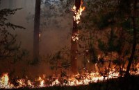 На тимчасово окупованій території Луганщини виникла масштабна лісова пожежа 