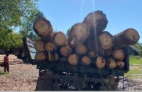 У Чернівецькій області лісничий та майстри незаконно “нарубали” лісу на 3,7 млн грн