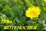  TERA_-_KOTENOCHEK