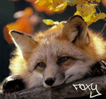  FoXy_only_17