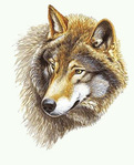  Sternbild_Wolf