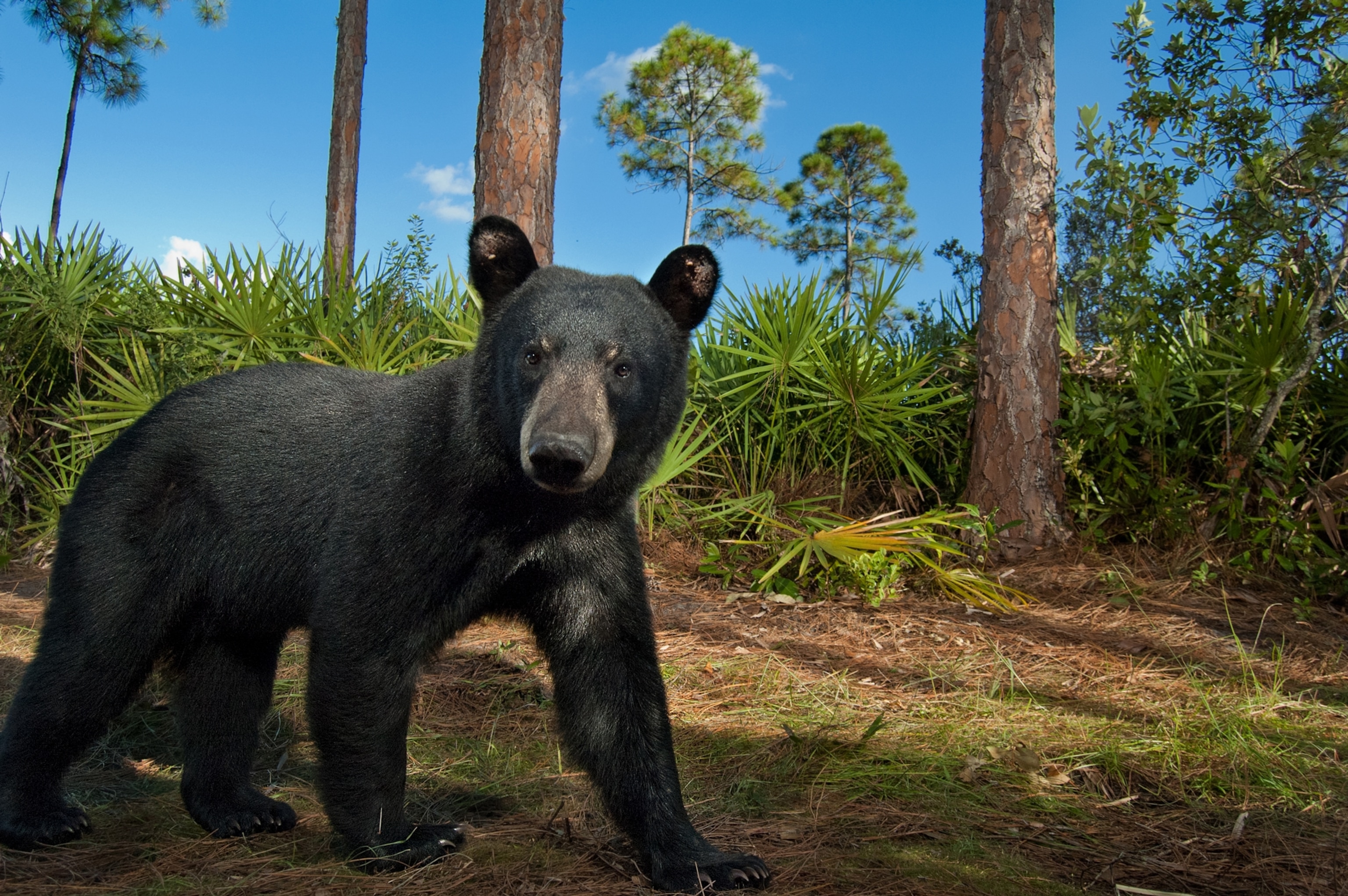 a black bear looks at a camera trap in a longleaf pine forest