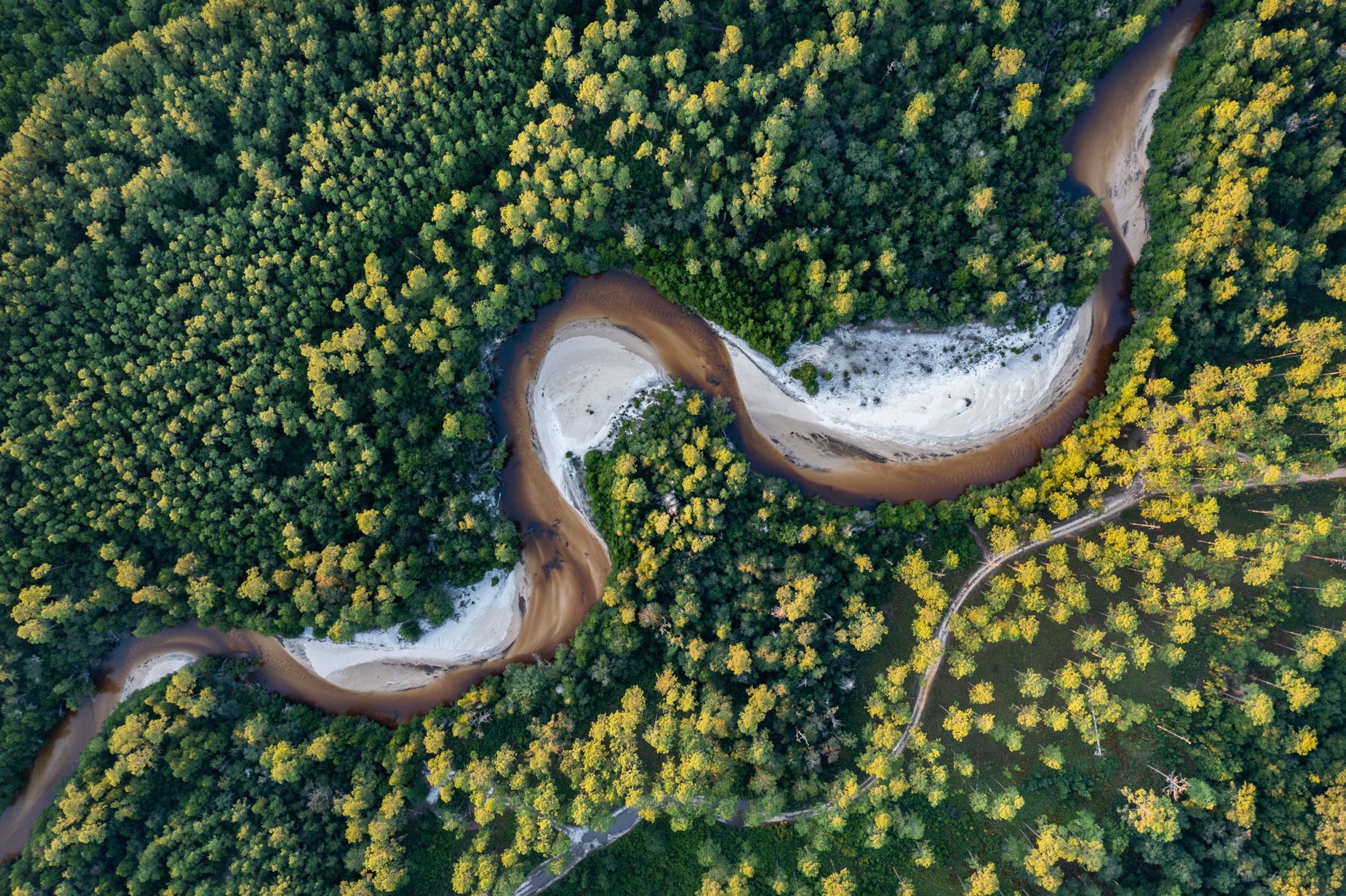 an aerial view of Coldwater Creek flowing through pine forests and sandy banks in the Florida panhandle
