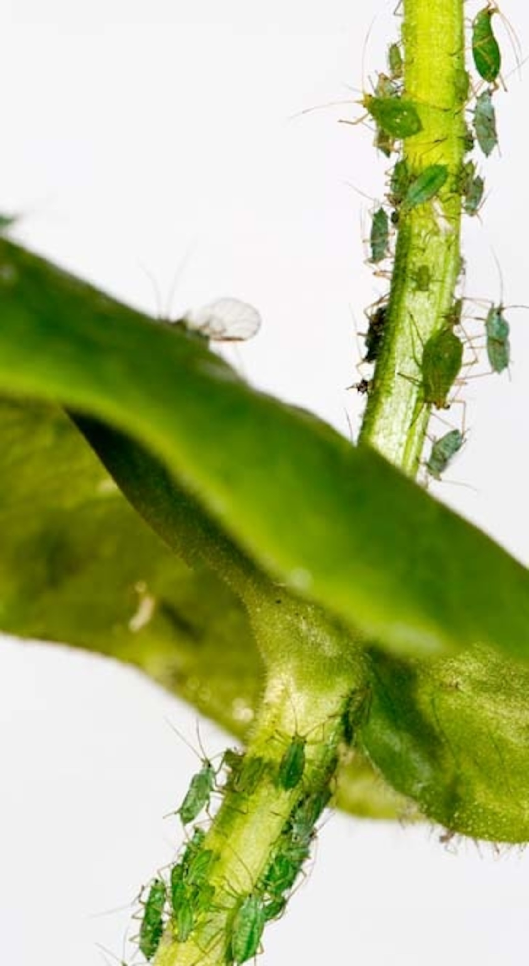 Picture of aphid panorama.