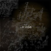 Cicada