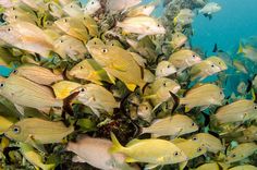 a large group of yellow fish swimming in the ocean near some corals and algae