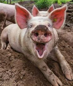 two pigs are laying down in the dirt and looking at the camera while another pig looks on