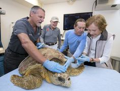 two men and one woman examine a turtle