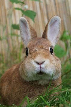 a brown rabbit sitting in the grass looking at the camera with an intense look on its face