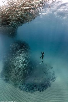 a person on a surfboard in the water surrounded by hundreds of small fish,