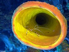 a small spider crawling in the center of an orange tube on top of corals