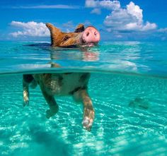 a dog swimming in the ocean with his head above water