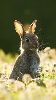 a rabbit sitting in the grass with a quote above it