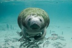 a sea lion swimming in the ocean with fish around it's neck and head