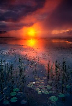 the sun is setting over water with lily pads in the foreground and clouds in the background