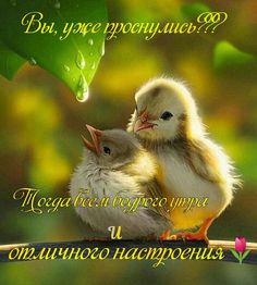 two little chicks sitting next to each other on top of a tree branch with the caption good morning