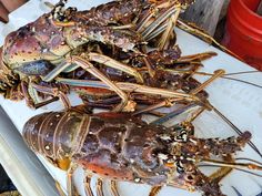 Lobsterfest in Placencia, Belize . . . Annually Lobster Fritters, Lobster Bites, Lobster Grilled, Lobster Dinner, Grilled Lobster